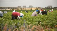 Basta andare nelle campagne fra le braccianti straniere del centro Italia per vedere come il patriarcato serva ai padroni agricoli per schiavizzarle e sfruttarle senza limiti.